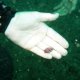 75- Minuscule nudibranche 